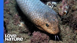 Deadly Swimming Snake Hunts Deep Sea Fish [upl. by Hinda953]