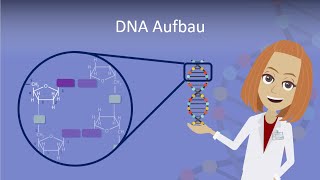 DNA Aufbau leicht erklärt [upl. by Roxanne]