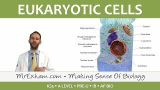 Eukaryotic Cell Structure  Organelles  Post 16 Biology A Level PreU IB AP Bio [upl. by Kanter]