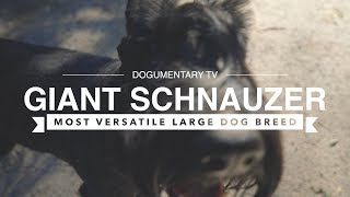 The Shocking Versatility of Giant Schnauzers [upl. by Ruperto834]