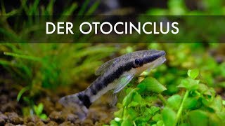 Ohrgitterharnischwels  Otocinclus pleco [upl. by Nanon373]