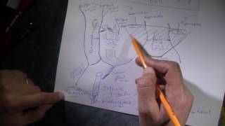 Venous Drainage of Face and Dangerous Triangle [upl. by Itsa]