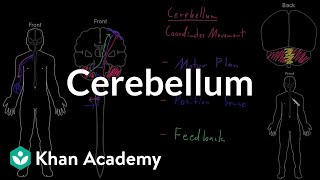 Cerebellum  Organ Systems  MCAT  Khan Academy [upl. by Pond]