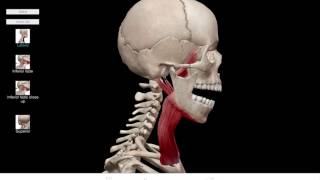 LearnVisible Body  Mandible Elevation and Depression [upl. by Andi]