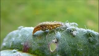 Proceso biológico y ecológico de Chrysoperla carnea [upl. by Delila]