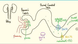 SGLT2 Inhibitors Explained in 3 Minutes [upl. by Ahsaek453]