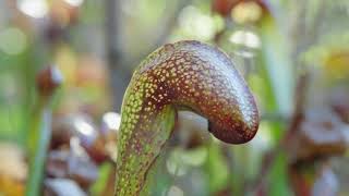 Darlingtonia Californica aka Pitcher Plant [upl. by Anawik]