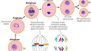 Cellular Reproduction [upl. by Kancler]