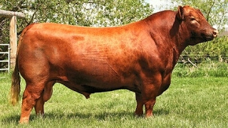 Red Angus bulls [upl. by Sale662]