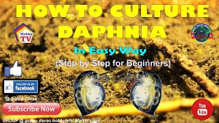 HOW TO CULTURE DAPHNIA In Easy Way [upl. by Scharf]