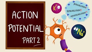 Action Potential  Part 2  Phases  Neurons  Nerve Muscle Physiology [upl. by Roger]