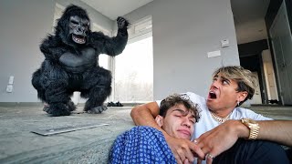 ANGRY GORILLA BREAKS INTO OUR HOUSE [upl. by Colis]