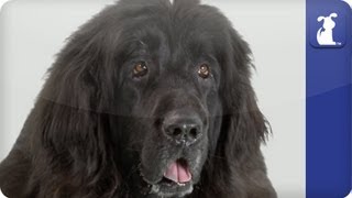 Doglopedia  Newfoundland [upl. by Anoynek857]