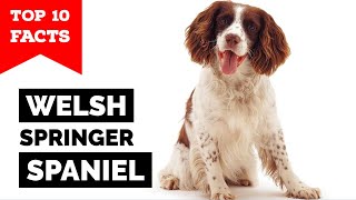 Welsh Springer Spaniel  Top 10 Facts [upl. by Schapira]