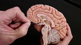 Brain Anatomy Review and Quiz [upl. by Inahpets448]