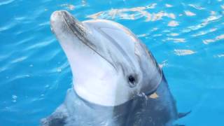 Sound Of Dolphins dolphin calls [upl. by Nissa572]