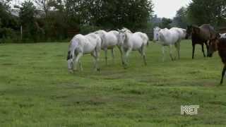 White Thoroughbreds  Kentucky Life  KET [upl. by Araf]