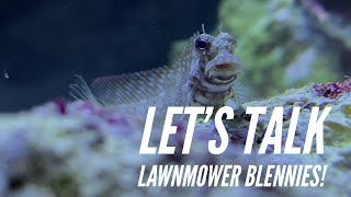 Fish Profile  Lawnmower Blenny [upl. by Einaled]