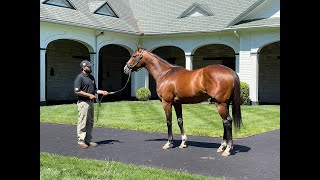 MyRacehorse quotBreeding Shedquot [upl. by Assirehc889]