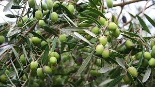 Growing the Table Olive Olea europaea [upl. by Atirat271]