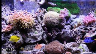 Reef Aguarium 2 year time lapse video in HD [upl. by Farnham]