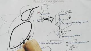 Plasmodium vivax life cycle Hindi Malaria [upl. by Audi902]