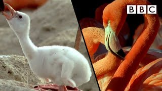 How baby flamingos get their pink colour  Animal Super Parents  BBC [upl. by Manvel]