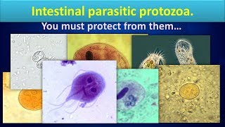 Intestinal parasitic protozoaClear overview [upl. by Brabazon]