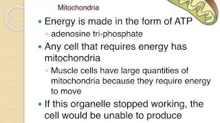 Cell Organelles Structure amp Function [upl. by Thorr]