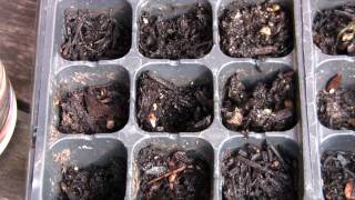 How To Grow Jacaranda Trees From Seeds [upl. by Vowel391]