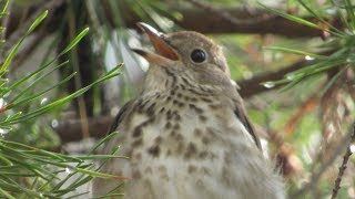 Hermit Thrush Song and Calls [upl. by Ennaxor]