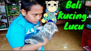 BELI KUCING LUCU [upl. by Holden]